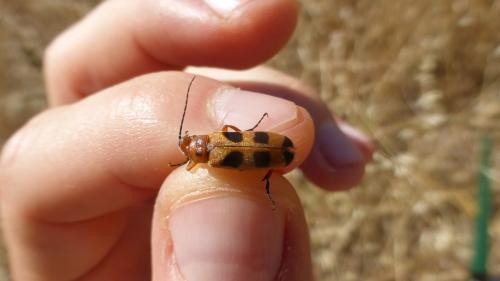 Réf. 261 346 : Euzonitis sexmaculata